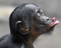 bonobo