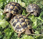 tartarughe