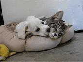 affettoCaneGatto.gif