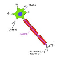 neurone